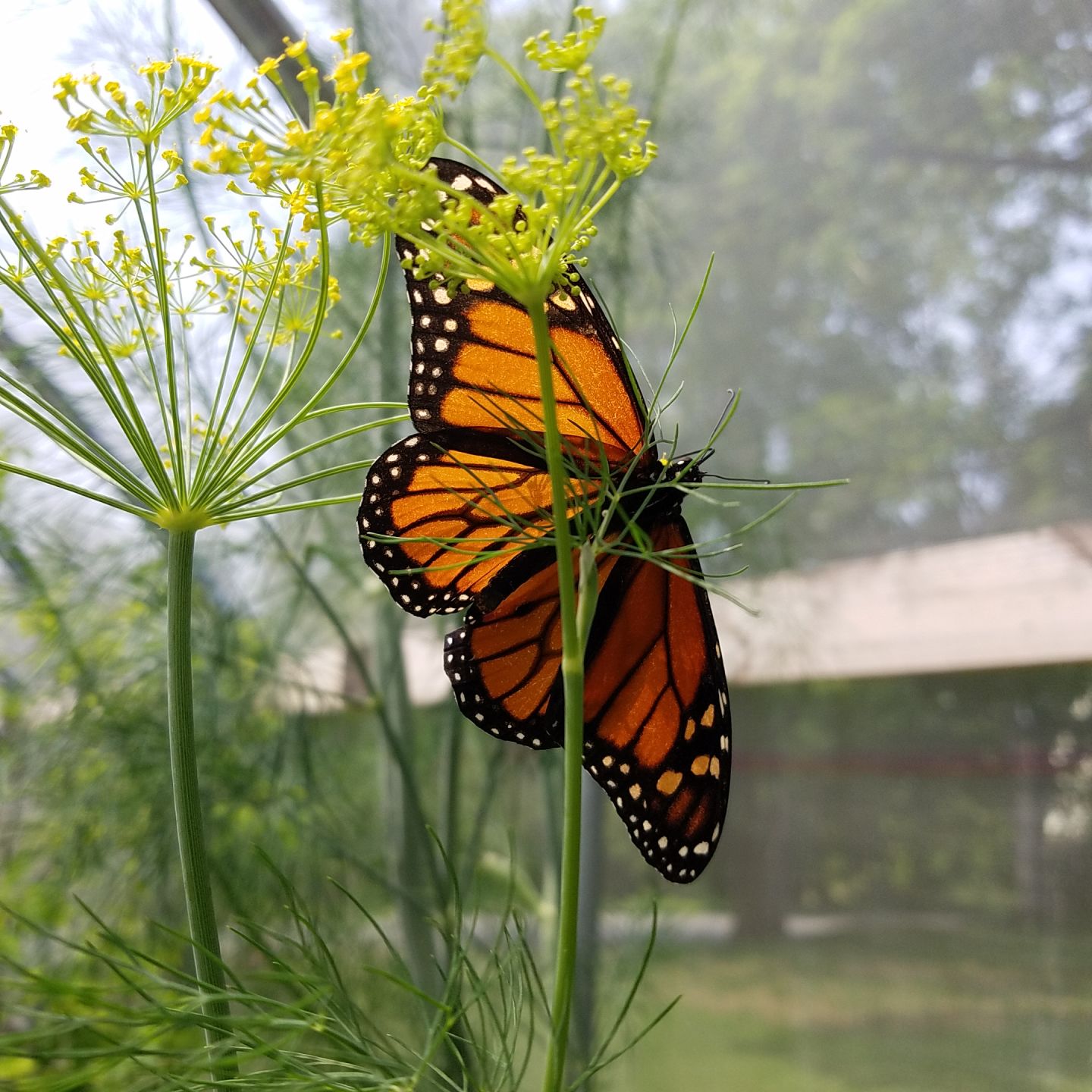 Monarch on Dill.jpg
